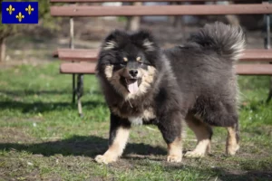 Read more about the article Finnish Lapphund breeders and puppies in Île-de-France