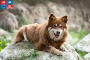 Read more about the article Finnish Lapphund breeder and puppies in Karlovy Vary