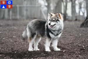 Read more about the article Finnish Lapphund breeder and puppies in Liberec