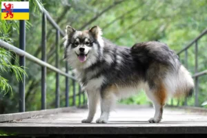 Read more about the article Finnish Lapphund breeder and puppies in Limburg