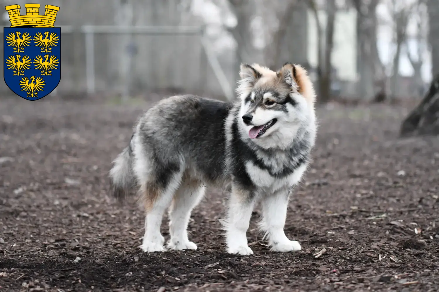 Read more about the article Finnish Lapphund breeders and puppies in Lower Austria