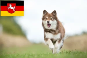 Read more about the article Finnish Lapphund breeders and puppies in Lower Saxony