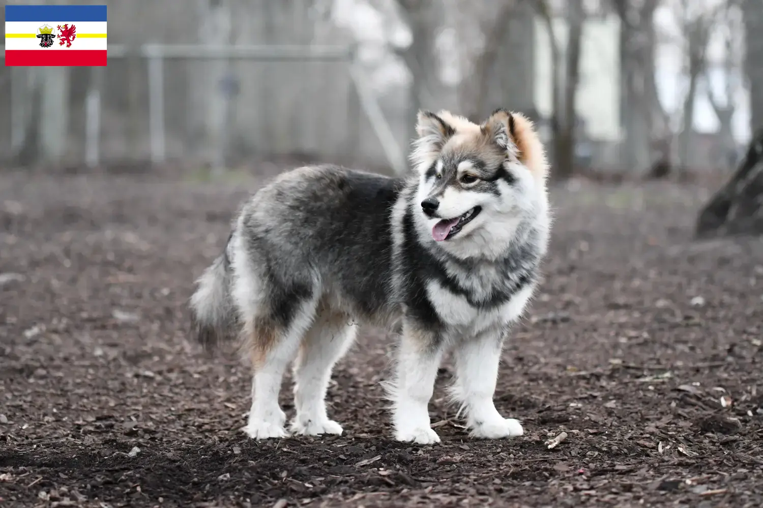 Read more about the article Finnish Lapphund breeders and puppies in Mecklenburg-Vorpommern