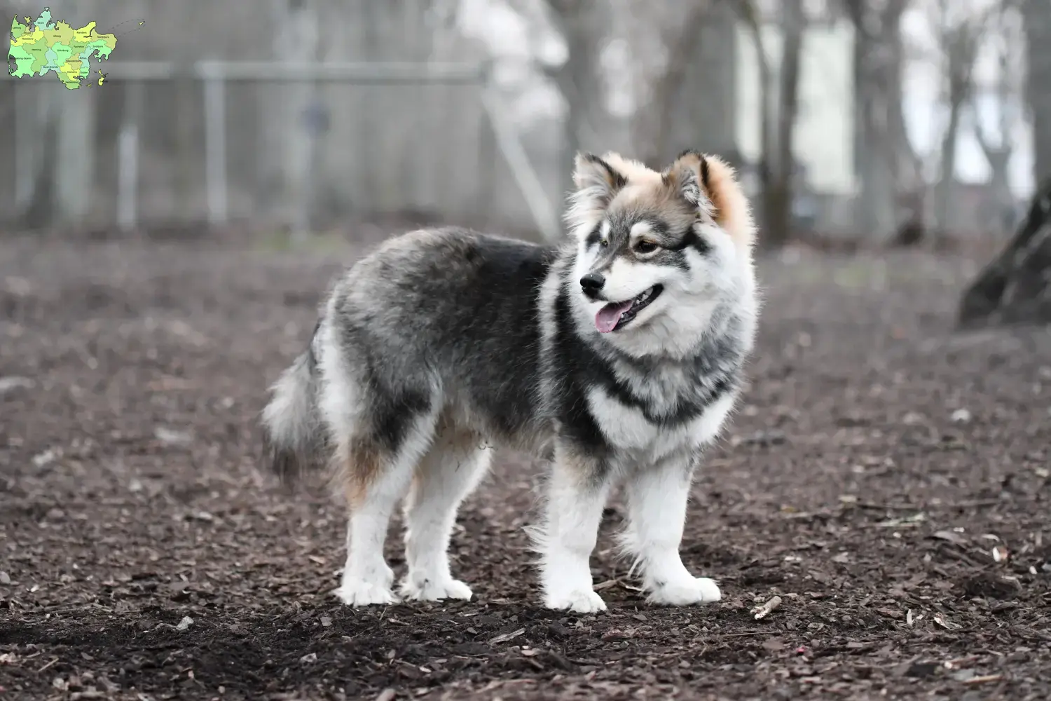 Read more about the article Finnish Lapphund breeder and puppies in Midtjylland