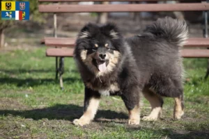 Read more about the article Finnish Lapphund breeders and puppies in Moravia-Silesia