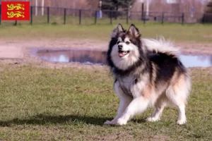 Read more about the article Finnish Lapphund breeders and puppies in Normandy