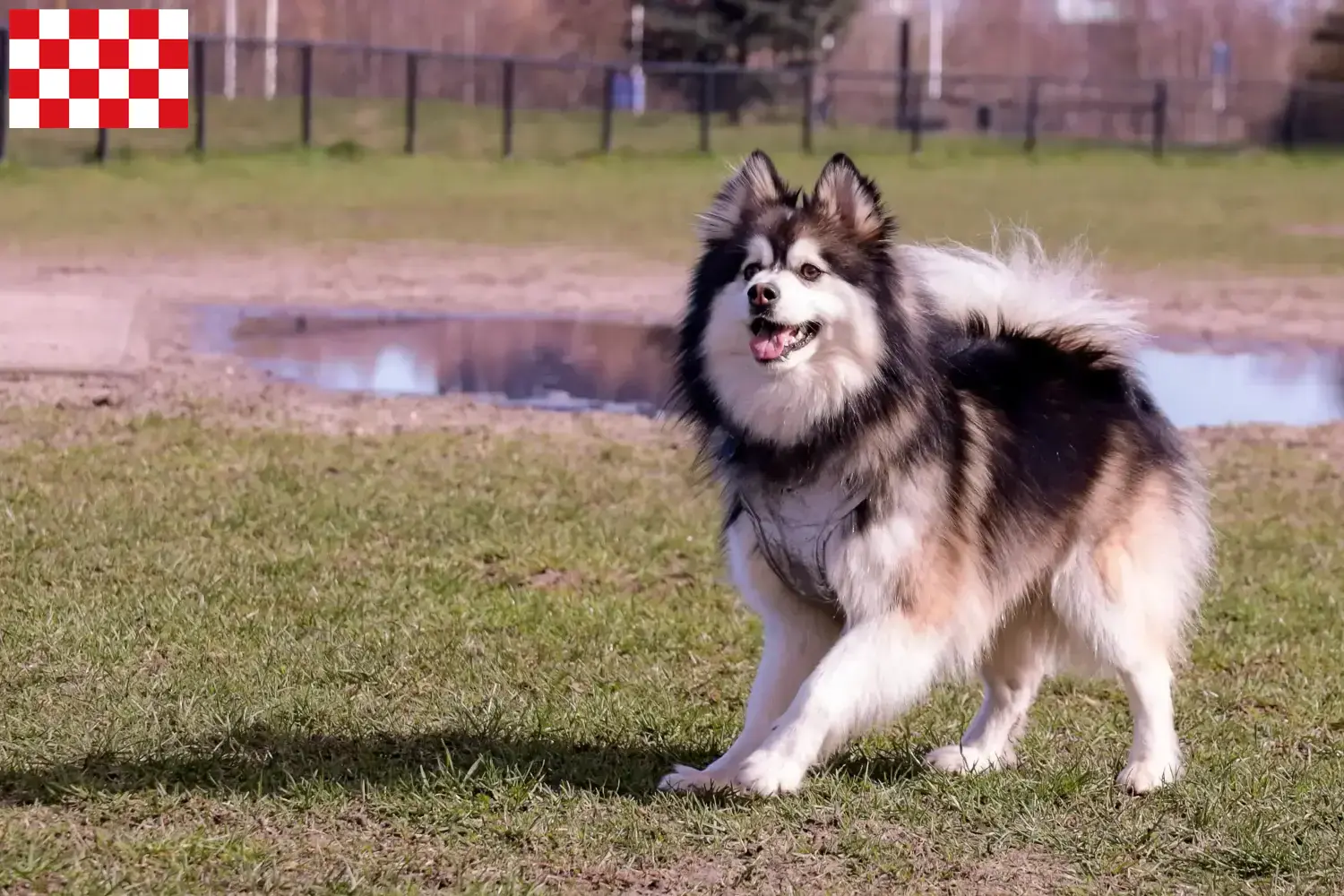 Read more about the article Finnish Lapphund breeders and puppies in North Brabant