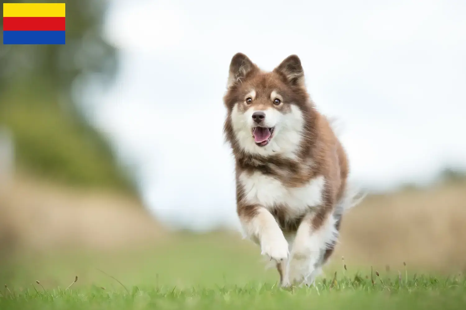 Read more about the article Finnish Lapphund breeder and puppies in North Holland