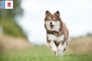 Read more about the article Finnish Lapphund breeder and puppies in Nouvelle-Aquitaine