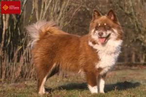 Read more about the article Finnish Lapphund breeders and puppies in Occitania