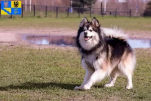 Read more about the article Finnish Lapphund breeder and puppies in Olomouc