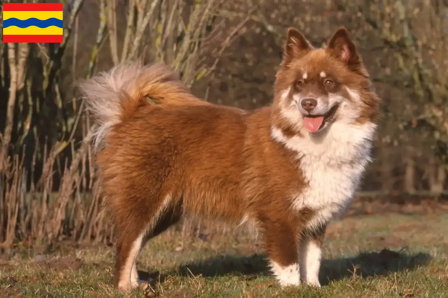 Read more about the article Finnish Lapphund breeder and puppies in Overijssel