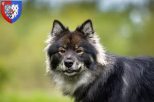 Read more about the article Finnish Lapphund breeder and puppies in Pays de la Loire