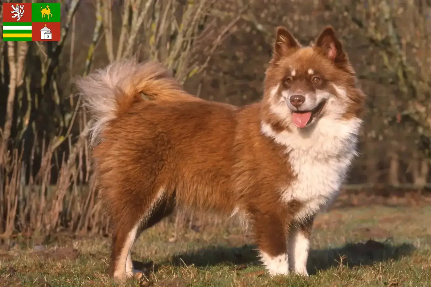 Read more about the article Finnish Lapphund breeder and puppies in Pilsen