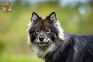 Read more about the article Finnish Lapphund breeder and puppies in Prague