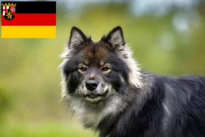 Read more about the article Finnish Lapphund breeders and puppies in Rhineland-Palatinate