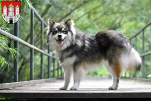 Read more about the article Finnish Lapphund breeders and puppies in Salzburg