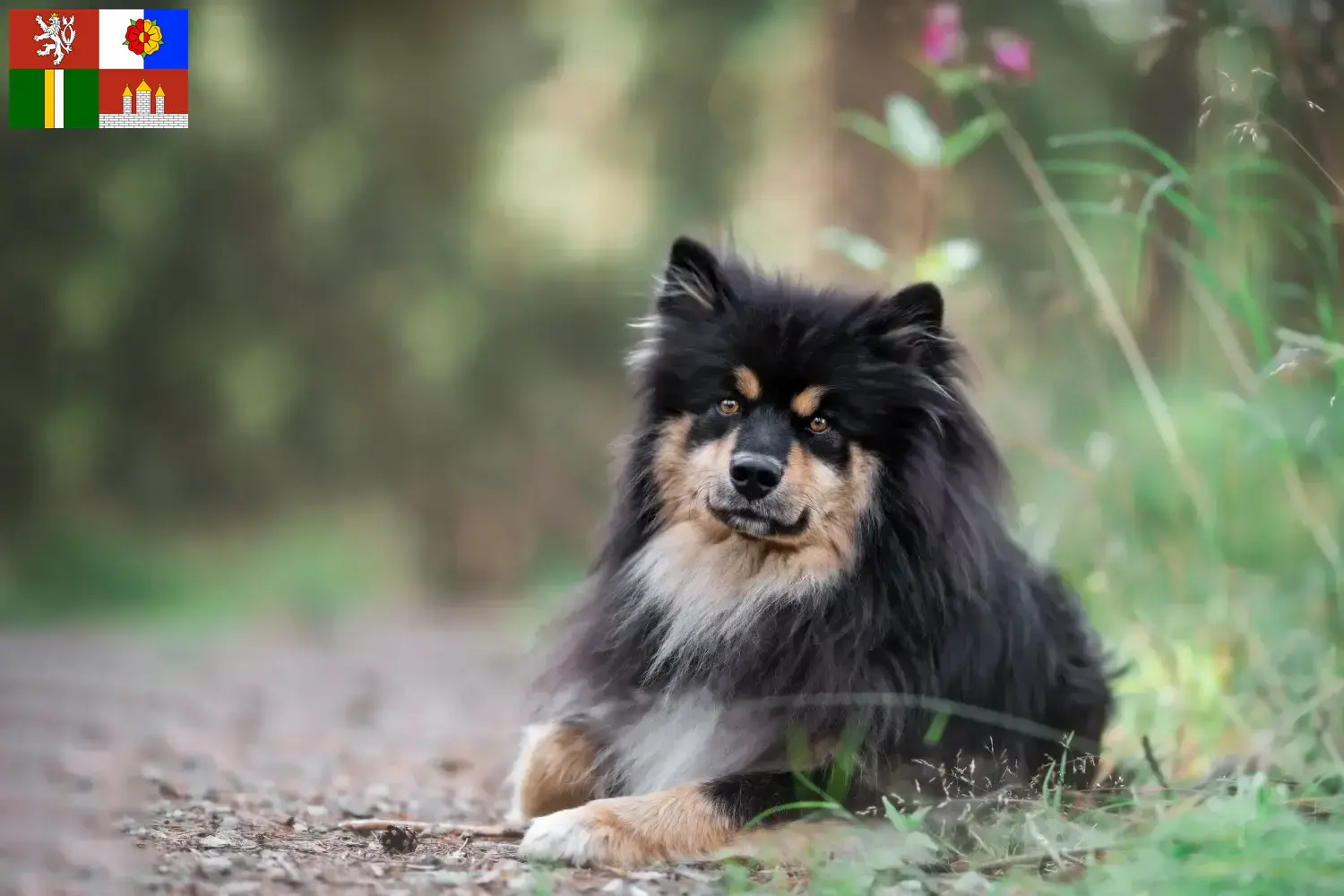 Read more about the article Finnish Lapphund breeders and puppies in South Bohemia