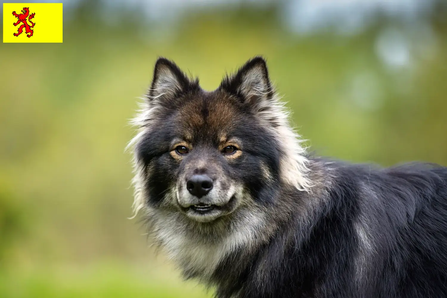 Read more about the article Finnish Lapphund breeders and puppies in South Holland