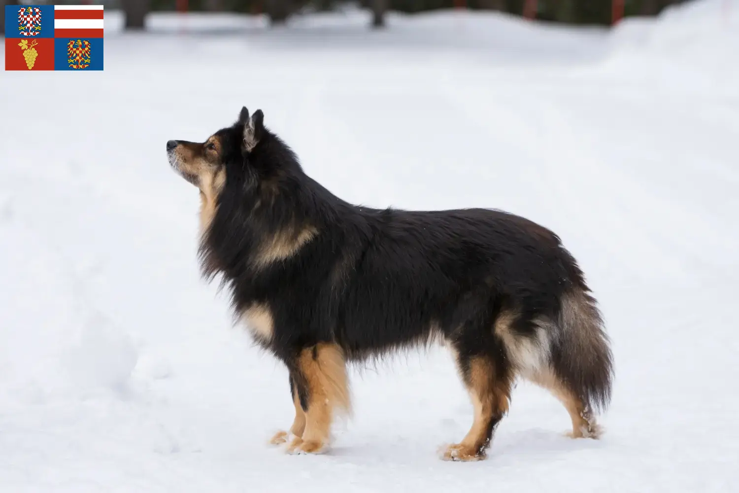 Read more about the article Finnish Lapphund breeders and puppies in South Moravia