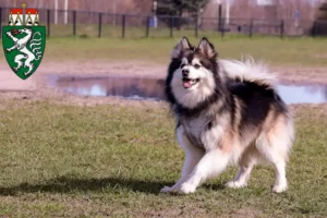 Read more about the article Finnish Lapphund breeders and puppies in Styria