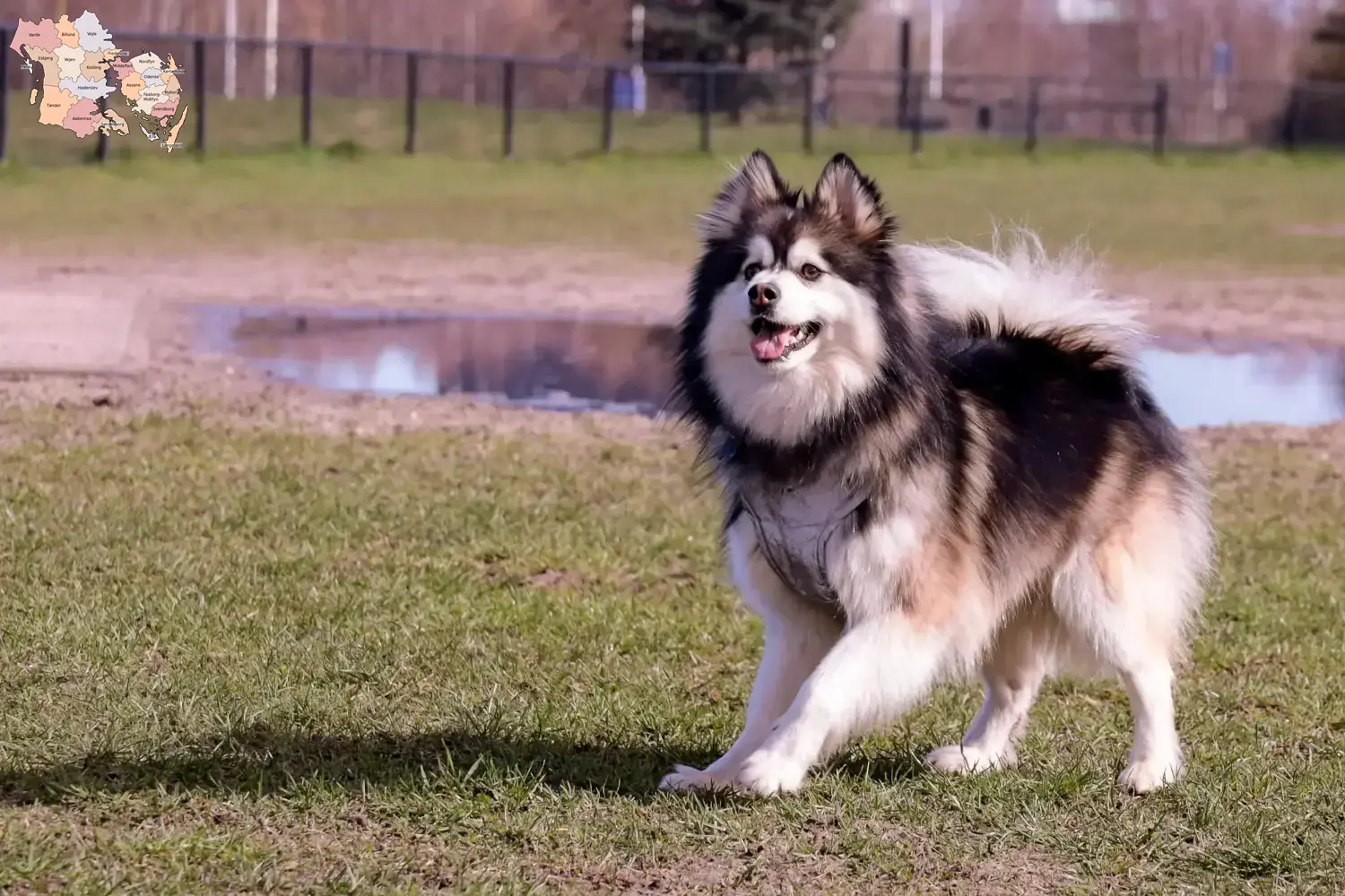 Read more about the article Finnish Lapphund breeders and puppies in Syddanmark