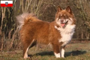 Read more about the article Finnish Lapphund breeders and puppies in Thuringia