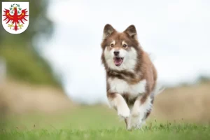 Read more about the article Finnish Lapphund breeders and puppies in Tyrol