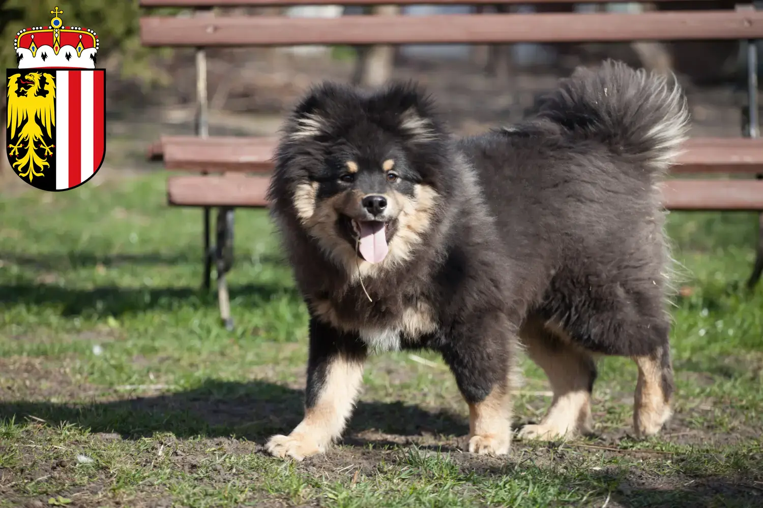 Read more about the article Finnish Lapphund breeders and puppies in Upper Austria