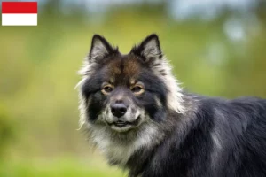 Read more about the article Finnish Lapphund breeder and puppies in Vienna