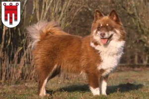 Read more about the article Finnish Lapphund breeders and puppies in Vorarlberg