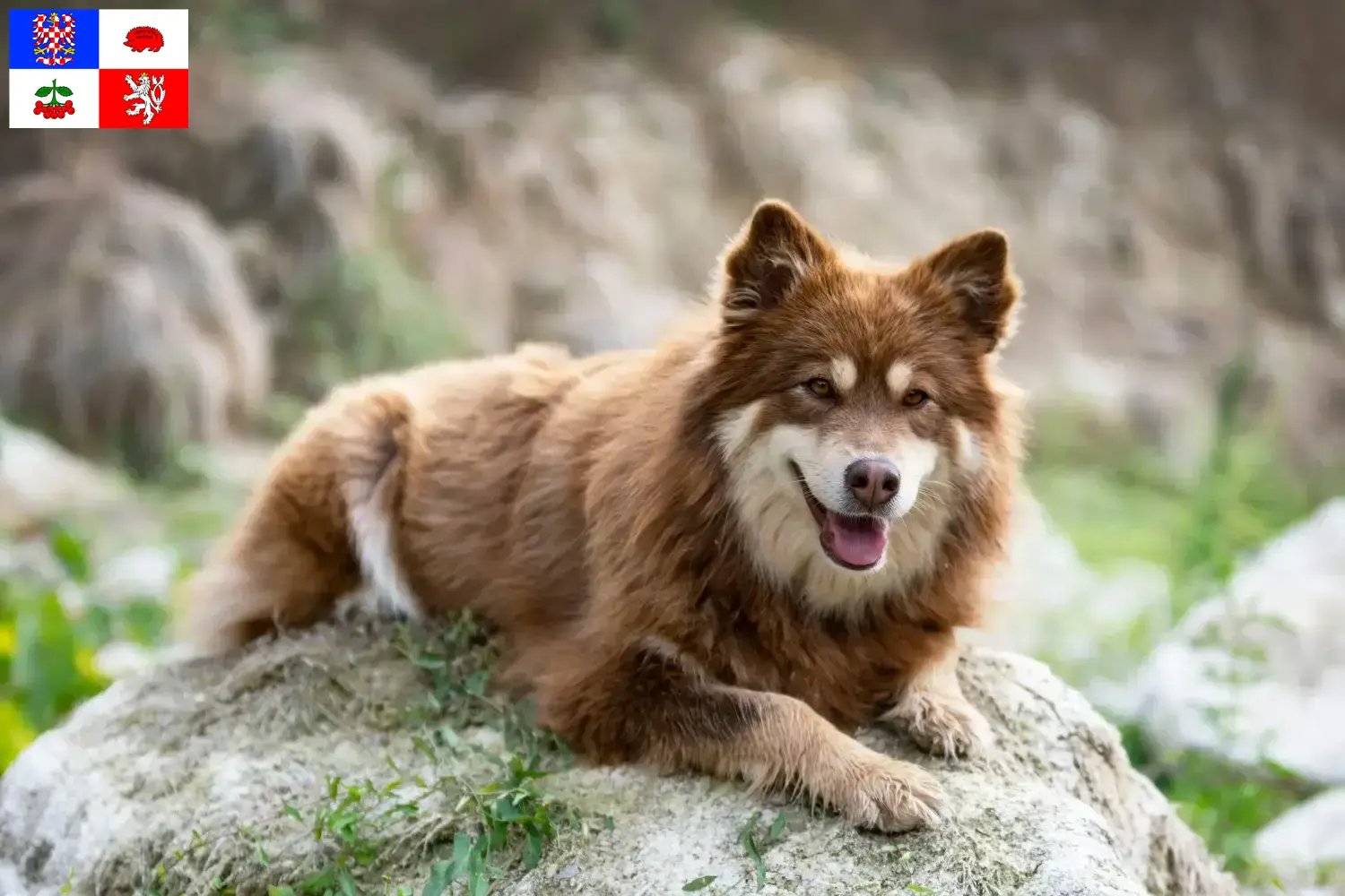 Read more about the article Finnish Lapphund breeder and puppies in Vysočina