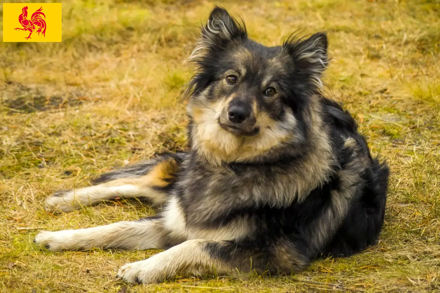 Read more about the article Finnish Lapphund breeders and puppies in Walloon Region