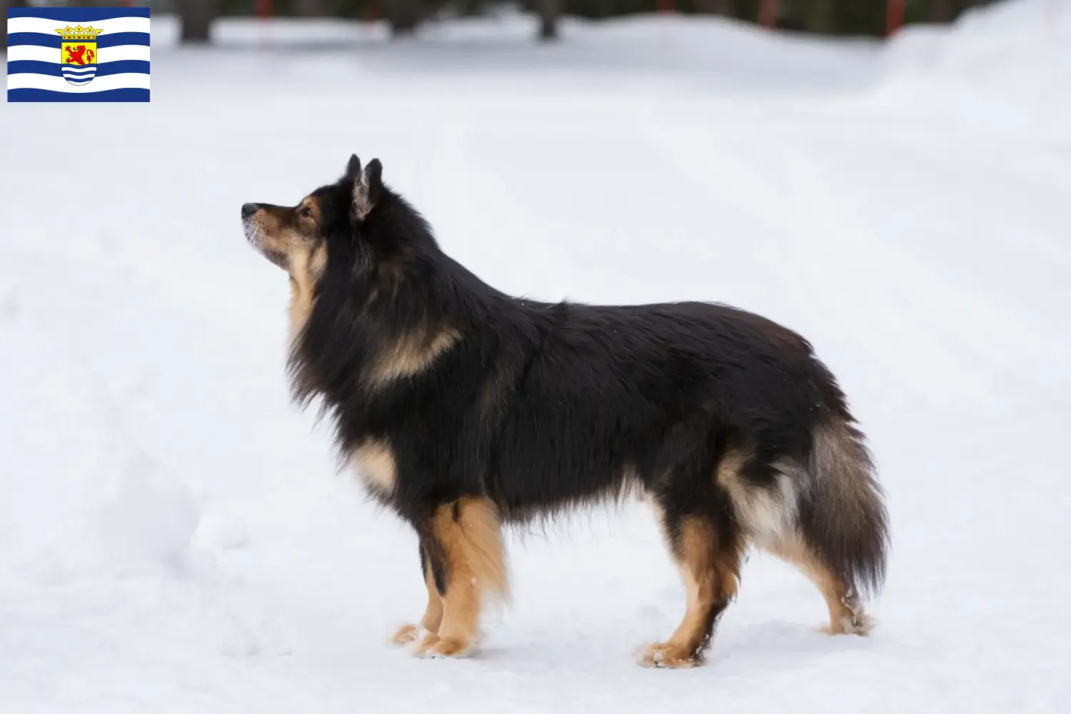 Read more about the article Finnish Lapphund breeder and puppies in Zeeland