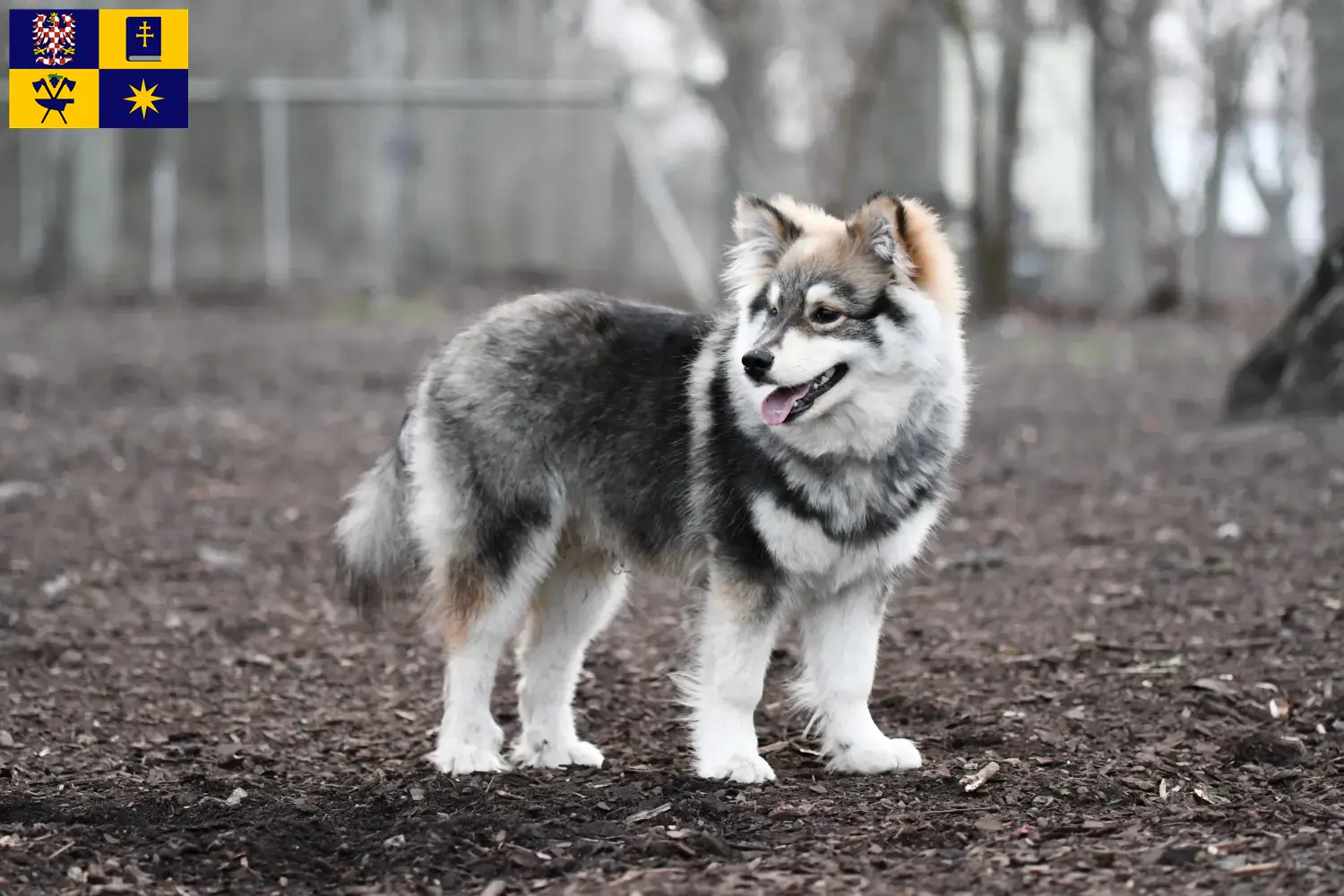 Read more about the article Finnish Lapphund breeder and puppies in Zlín