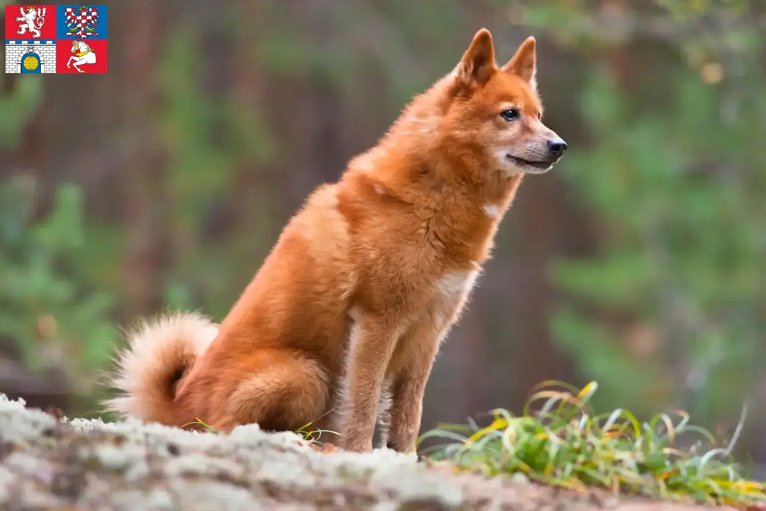 Read more about the article Finnish Spitz breeders and puppies in Pardubice