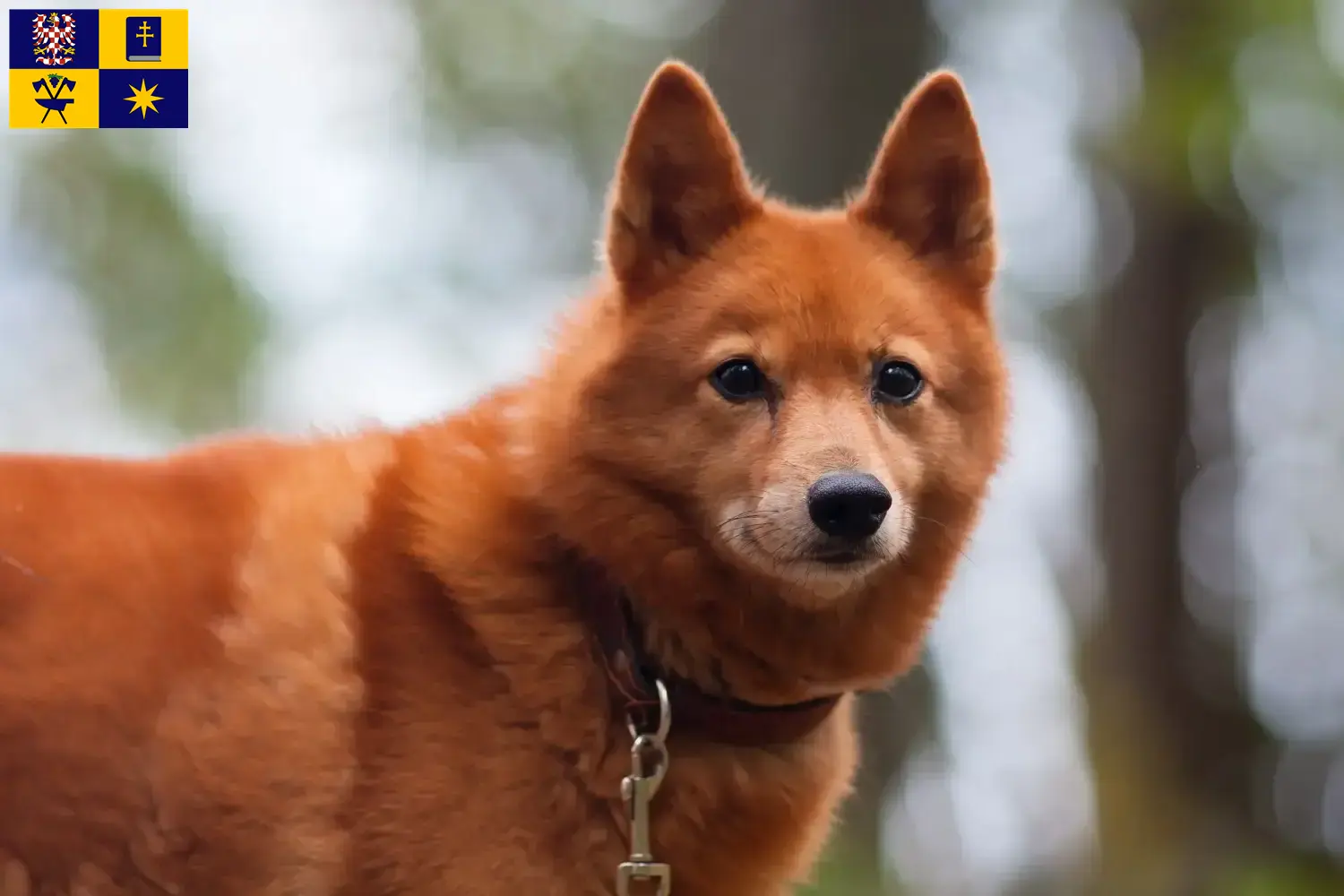 Read more about the article Finnish Spitz breeders and puppies in Zlín