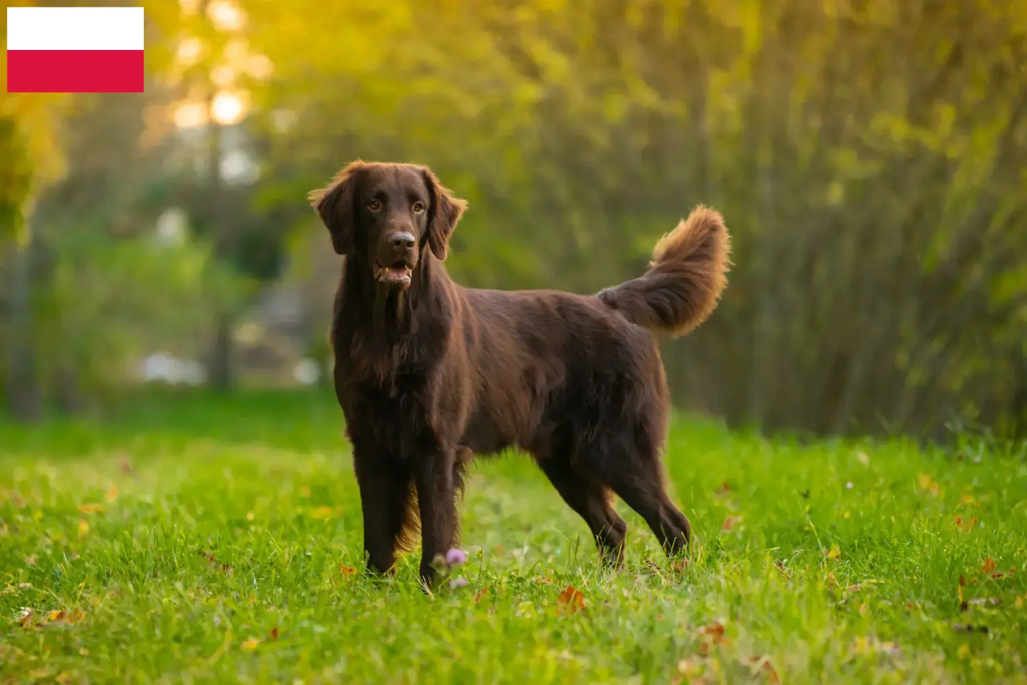 Read more about the article Flat Coated Retriever breeders and puppies in Poland
