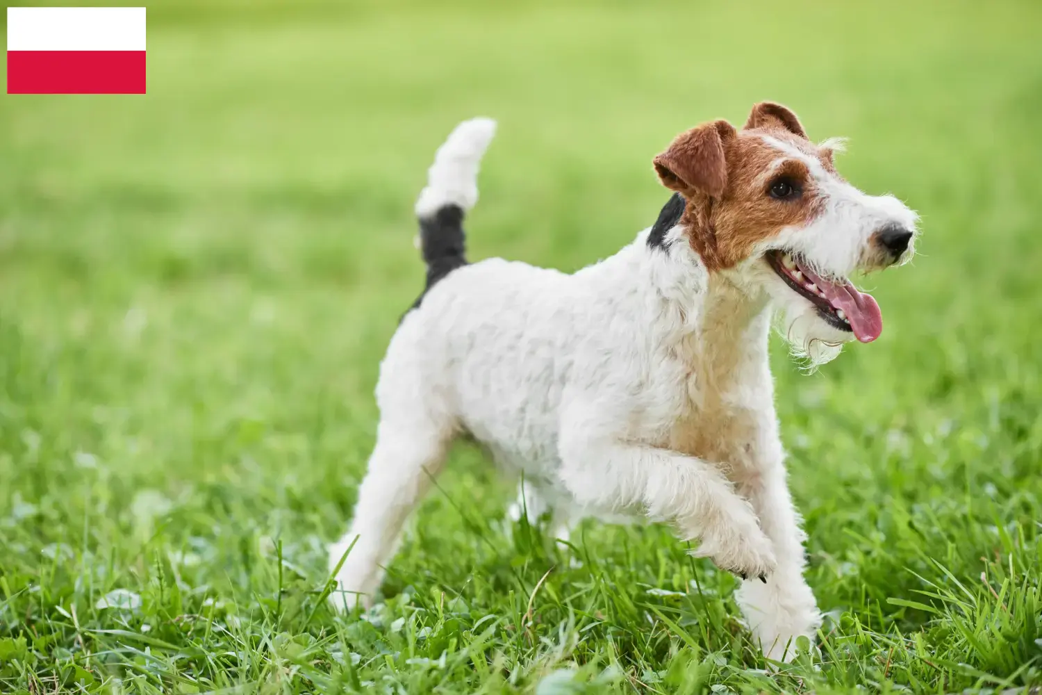 Read more about the article Fox Terrier breeders and puppies in Poland