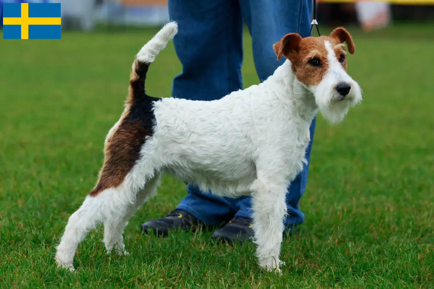 Read more about the article Fox Terrier breeders and puppies in Sweden