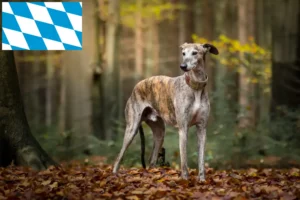 Read more about the article Galgo Espanol breeders and puppies in Bavaria