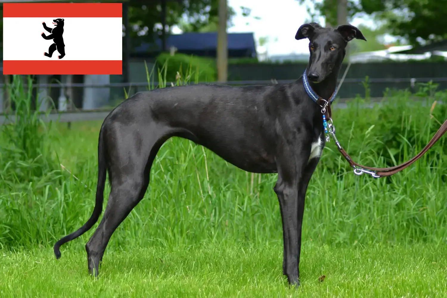 Read more about the article Galgo Espanol breeders and puppies in Berlin