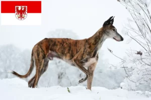 Read more about the article Galgo Espanol breeders and puppies in Brandenburg