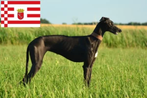 Read more about the article Galgo Espanol breeders and puppies in Bremen