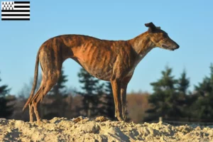 Read more about the article Galgo Espanol breeders and puppies in Brittany