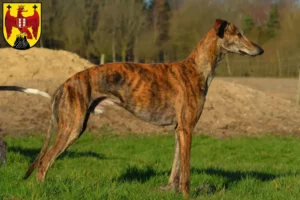 Read more about the article Galgo Espanol breeders and puppies in Burgenland