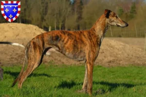 Read more about the article Galgo Espanol breeders and puppies in Centre-Val de Loire