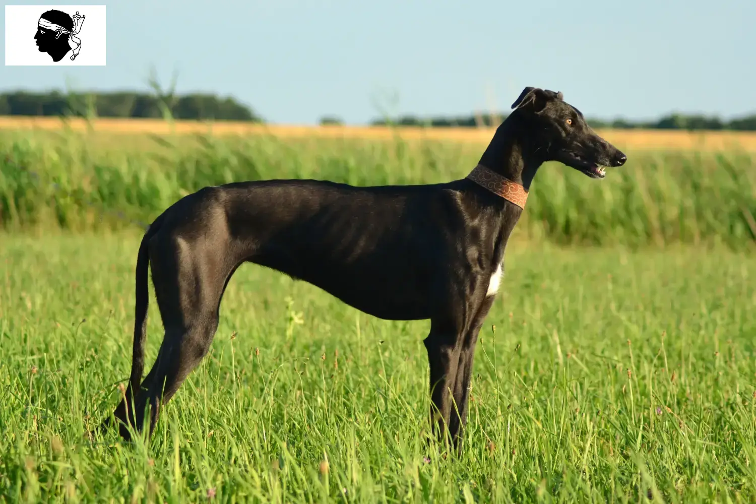 Read more about the article Galgo Espanol breeders and puppies in Corsica