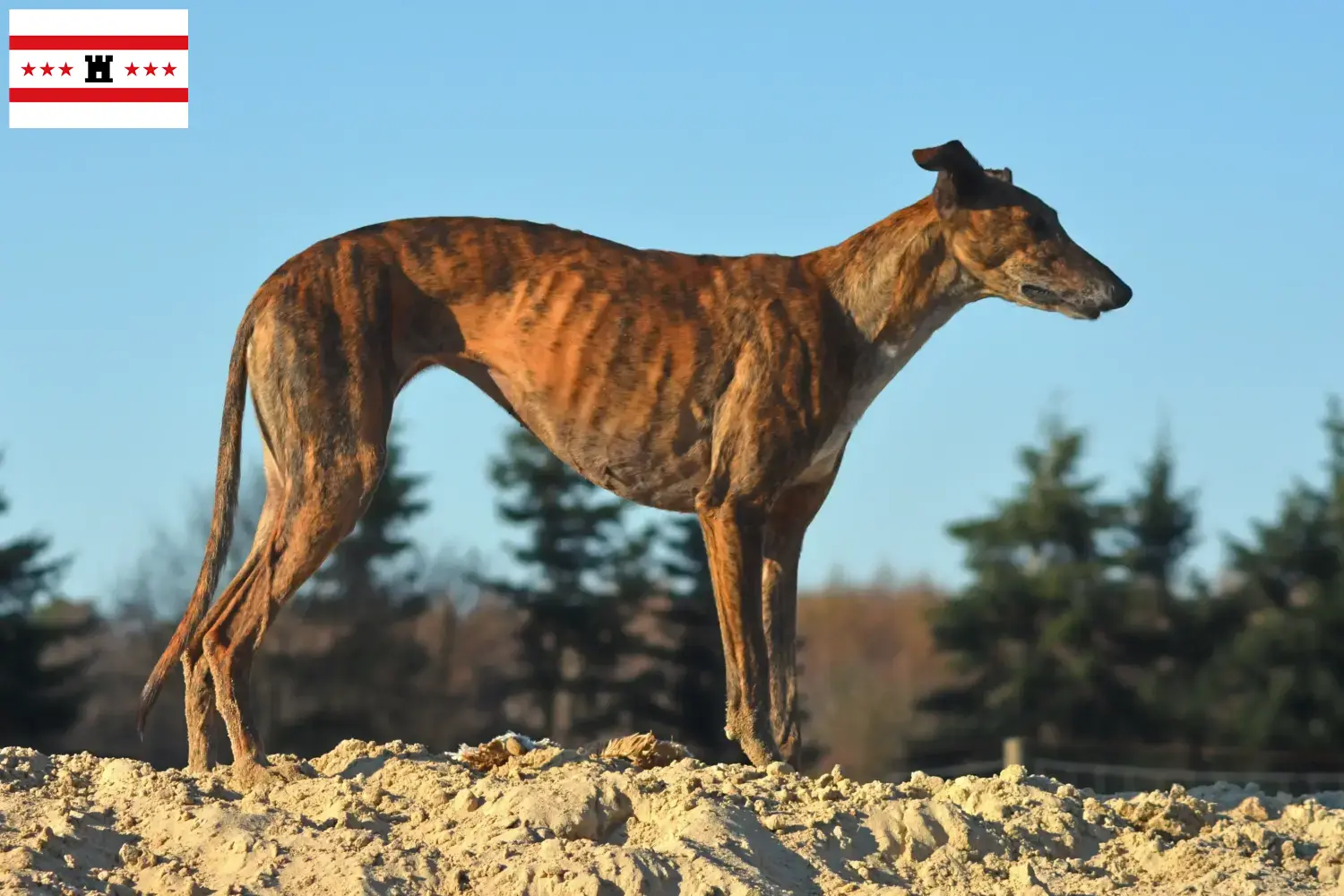 Read more about the article Galgo Espanol breeders and puppies in Drenthe