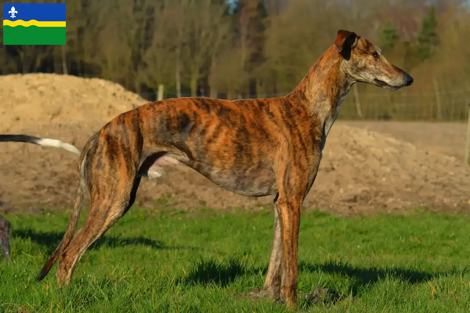 Read more about the article Galgo Espanol breeders and puppies in Flevoland